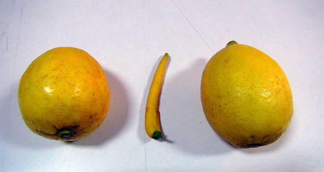 Mersinli Çiftçinin Ağaçta Bulduğu Biber Görünümlü Limon Herkesi Şaşırttı