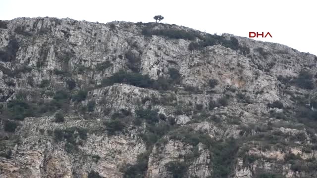 Çoban Köpeği, Kaybolduktan 10 Gün Sonra Dağın Zirvesinde Bulundu