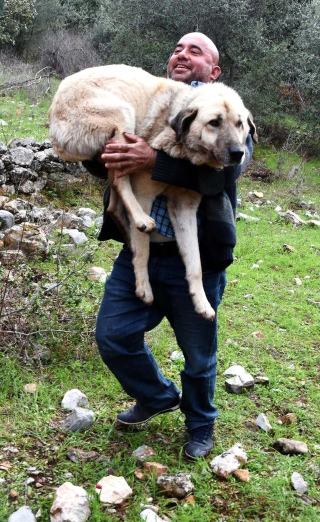 Çoban Köpeği, Kaybolduktan 10 Gün Sonra Dağın Zirvesinde Bulundu