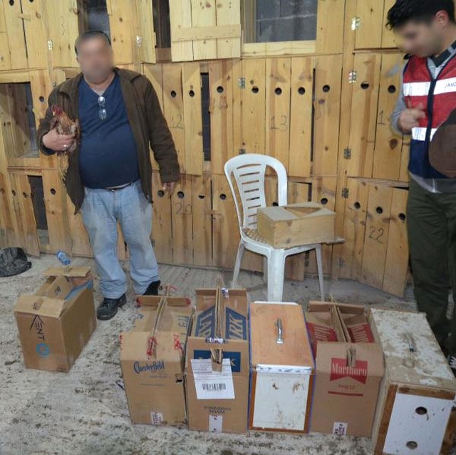 Horoz Dövüşüne Jandarma Baskını: 17 Horoz Ele Geçirildi