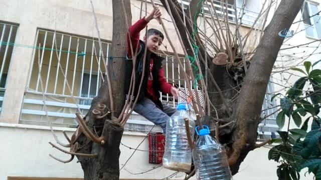 Küçük Çocuk Her Gün Tehlikeyi Göze Alıp Kuşları Doyuruyor