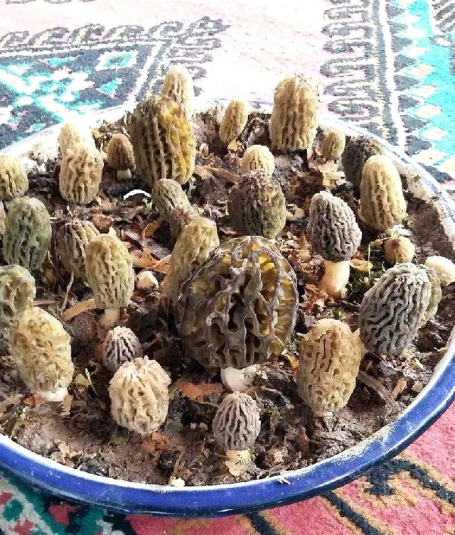 Kuzugöbeğinin Kilosu 300 Liraya Satılıyor