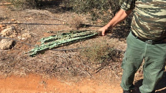 Kıbrıs'taki İngiliz Üssünde Kaçak Avcılar, 800 Bin Kuşu Öldürdü