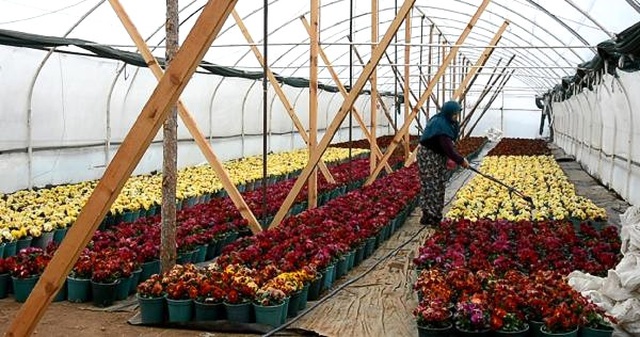 Başköylü Kadınlar Mermer Ocağını Kapattırdı, Çiçek Yetiştiryor