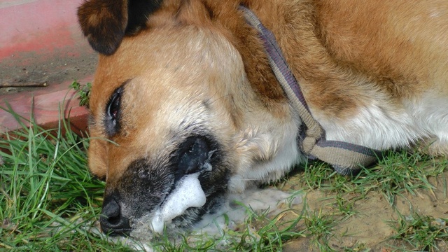 <a class='keyword-sd' href='/duzce/' title='Düzce'>Düzce</a>'de Köpekleri Zehirlediler