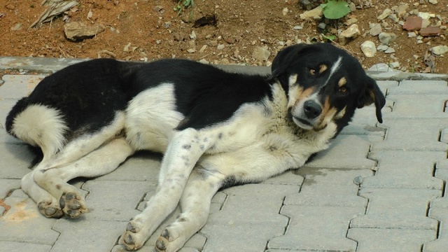 Düzce'de Köpekleri Zehirlediler