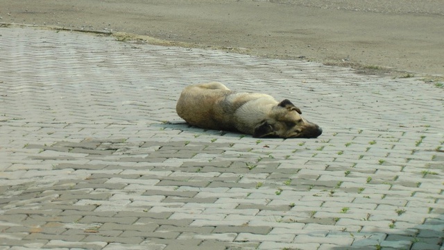 Düzce'de Köpekleri Zehirlediler