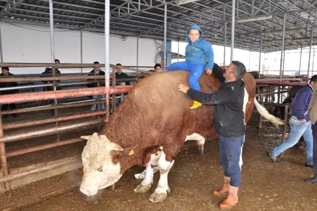 780 Kilo Karkas Eti Çıkan 'Ağa' Sahibini Zengin Etti