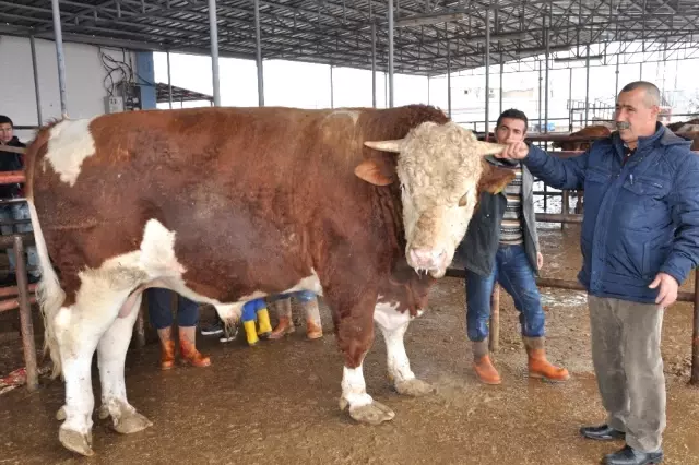 780 Kilo Karkas Eti Çıkan 'Ağa' Sahibini Zengin Etti
