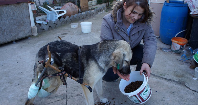 Çanakkale'de Bir Hayvansever, Sakat Köpeğe Pazar Arabasından Yürüteç Yaptı