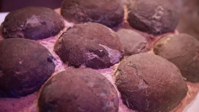 Çin'de 80 Dinozor Yumurtası Fosili Çalan Kaçakçılar Yakalandı