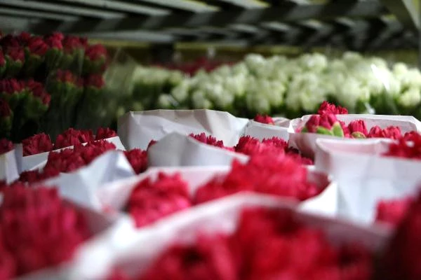 Kesme Çiçek Yatırımında, Hollanda Tedirginliği Yaşanıyor