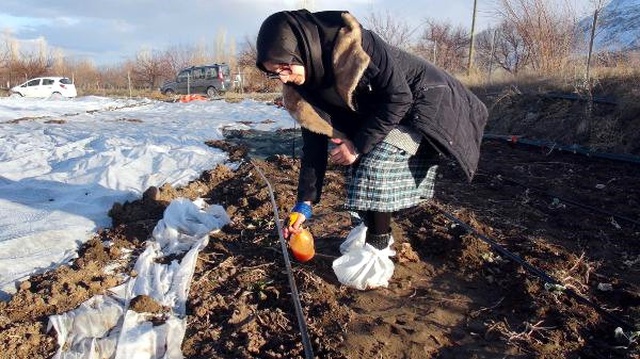 Liseli Nazire, Bitkileri Donmaya Karşı Koruyan Solüsyon Yaptı