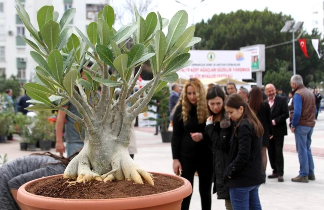 Antalya'da Kent Ağaçları Güzellik Yarışması Düzenlendi