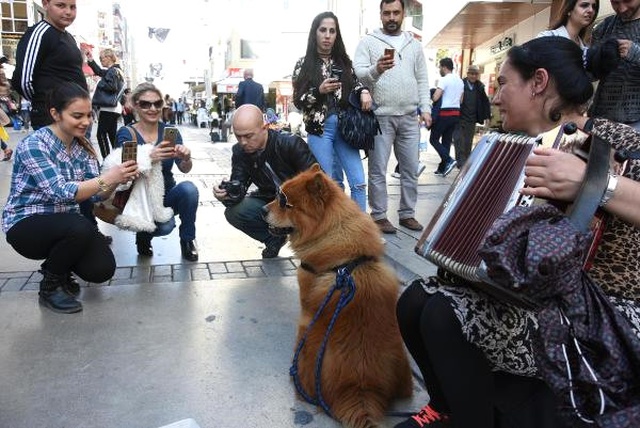 Karizmatik Köpek Max, Alsancak'a Damgasını Vurdu