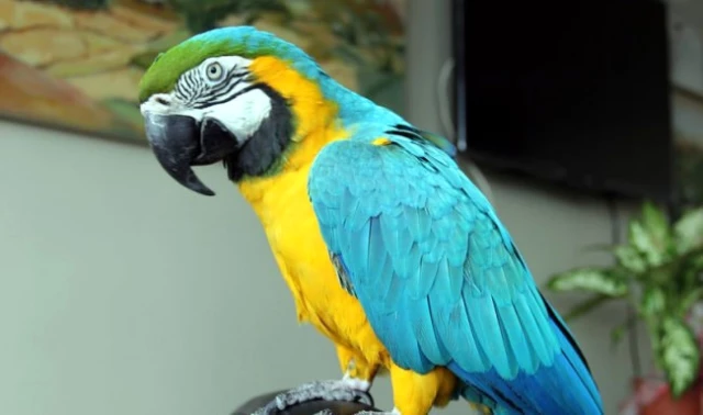 Otomobil Değerindeki Papağanları Bakıcıları Ağzıyla Besliyor
