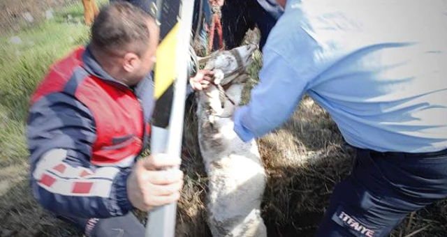 Yaşlı Kadın, Kuyuya Düşen Gebe Keçisi Kurtarılınca Gözyaşlarını Tutamadı