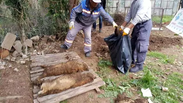 Hayvan Ölüleri Bulunan Kedi Köyüne, 54 Bin Liralık Ceza Kesildi