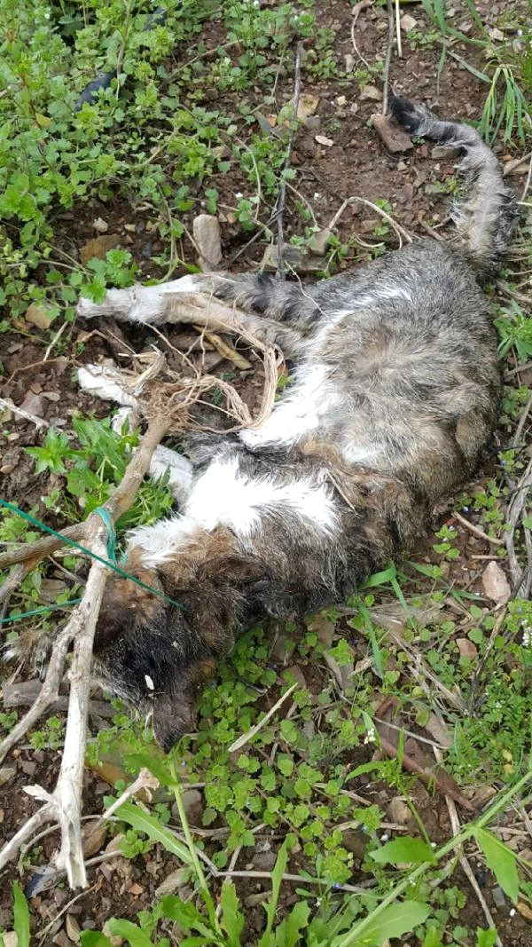 Hayvan Ölüleri Bulunan Kedi Köyüne, 54 Bin Liralık Ceza Kesildi