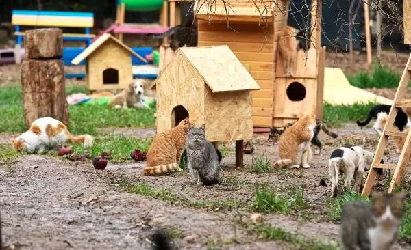 Hayvan Ölüleri Bulunan Kedi Köyüne, 54 Bin Liralık Ceza Kesildi