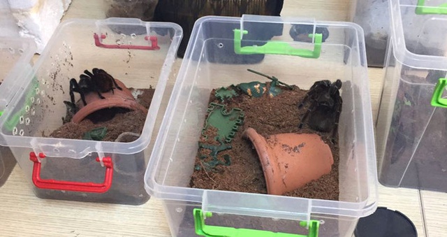 Terör Propagandası Yapan Şüphelinin Evinden Tarantula Çıktı