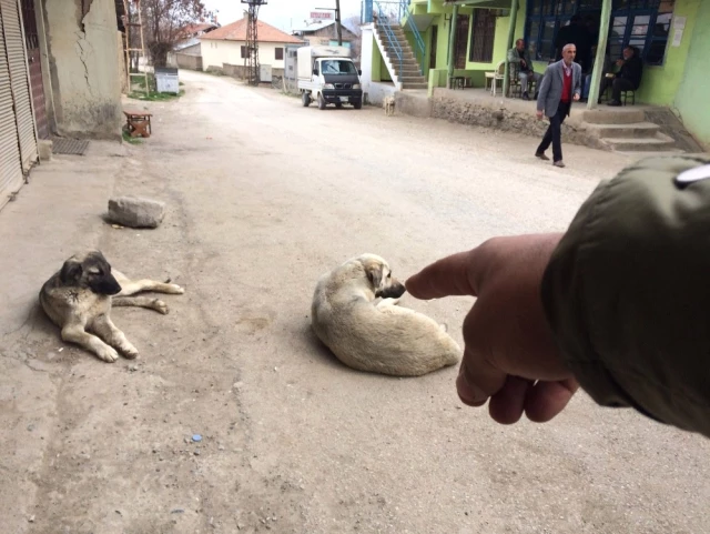 Elazığ'da Bir Kişiyi Isıran Kuduz Köpek, Tüm Köyü Karantinaya Aldırdı