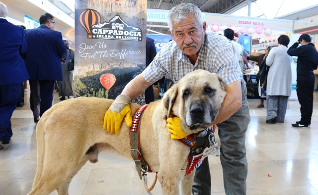 Aksaray'dan Gelen Dev Çoban Köpeği Anadolu Günleri'nde İlgi Odağı Oldu