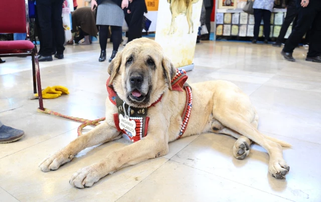 Aksaray'dan Gelen Dev Çoban Köpeği Anadolu Günleri'nde İlgi Odağı Oldu