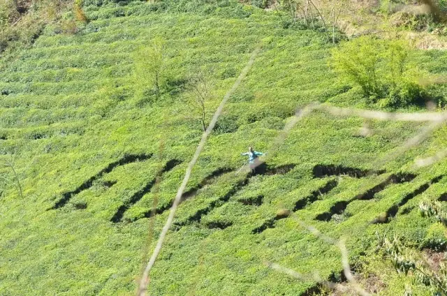 Trabzonlu Çiftçi, Referandumda Kullanacağı Oyu Çay Bahçesine Yazdı