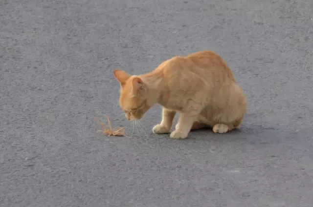 Et Yiyen Örümcek ile Kedinin Ölüm Kalım Mücadelesi Kameralara Yansıdı