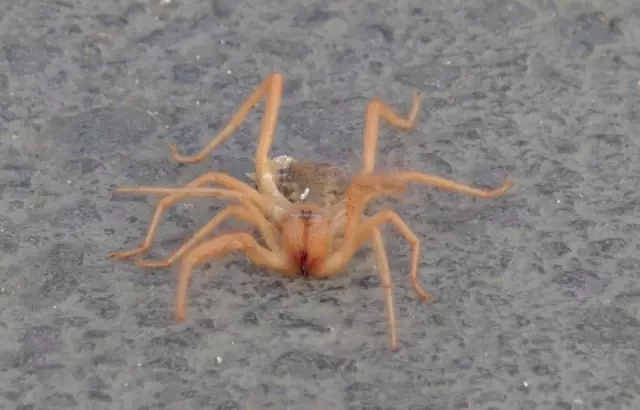 Et Yiyen Örümcek ile Kedinin Ölüm Kalım Mücadelesi Kameralara Yansıdı