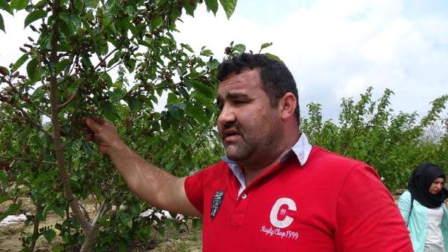 3 Diplomalı Çiftçi, Keçiboynuzu Dopingiyle Kârını Katlayacak