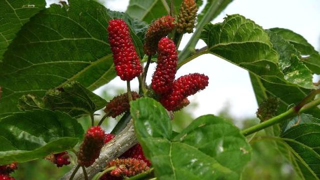 3 Diplomalı Çiftçi, Keçiboynuzu Dopingiyle Kârını Katlayacak
