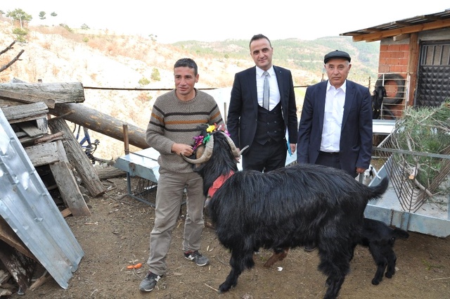 Devlet Tarafından Dağıtılan Yerli Irk Honamlı Keçileri, Vatandaşı İhya Edecek