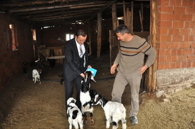 Devlet Tarafından Dağıtılan Yerli Irk Honamlı Keçileri, Vatandaşı İhya Edecek