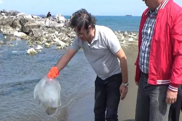 İskenderun Sahilindeki Zehirli Denizanaları, Halk Sağlığını Tehdit Ediyor