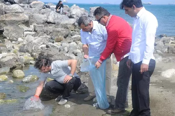 İskenderun Sahilindeki Zehirli Denizanaları, Halk Sağlığını Tehdit Ediyor