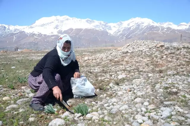 Birçok Faydası Bulunan 'Gulik Otu' Kadınların Ekmek Kapısı Oldu