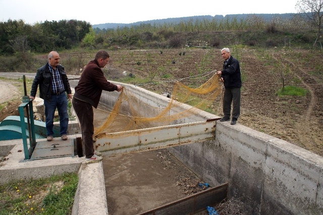 Sulama Kanalına Düşen Domuz, Kurtarma Görevlilerini Pes Ettirdi