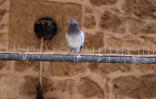 Sivas'ta Çivili Kuşsavar, Hayvanseverlerden Tepki Gördü