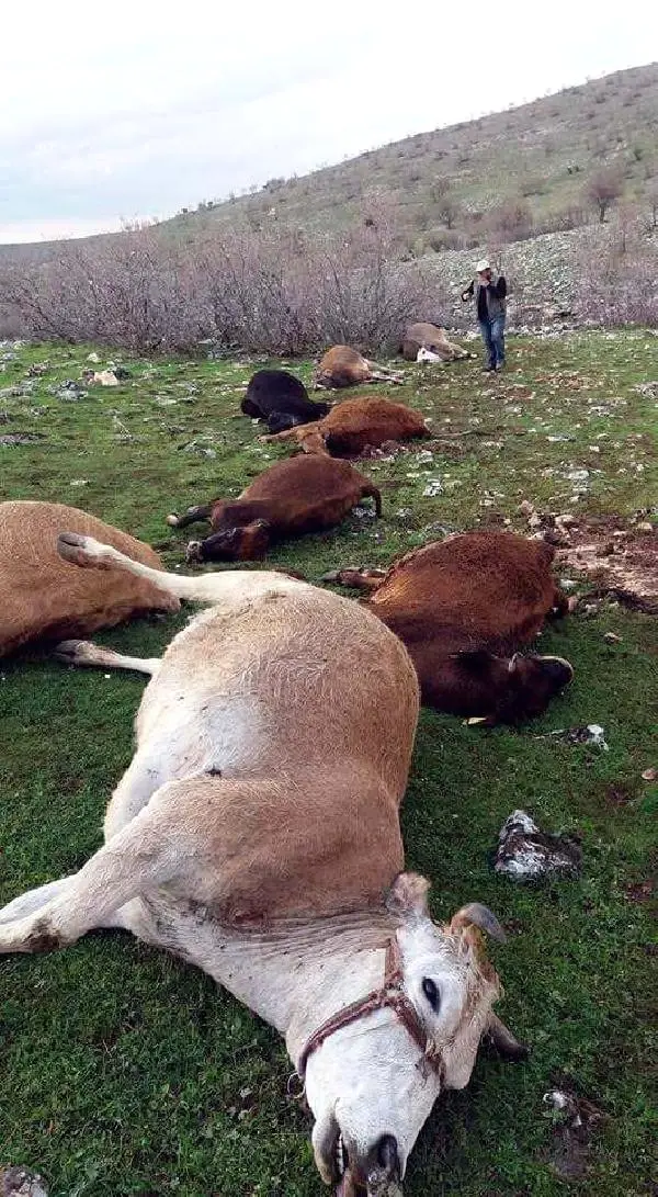 Mardin'de İnek Sürüsüne Yıldırım Düştü, 6 Ailenin Geçim Kaynağı Yok Oldu