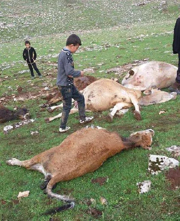 Mardin'de İnek Sürüsüne Yıldırım Düştü, 6 Ailenin Geçim Kaynağı Yok Oldu