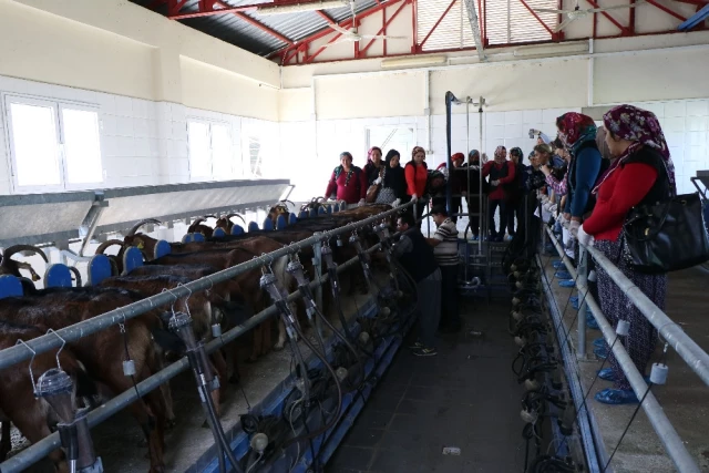 45 Kadın 'Uygulamalı Çobanlık Eğitimi' Alıyor