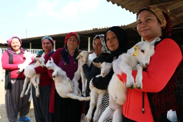 45 Kadın 'Uygulamalı Çobanlık Eğitimi' Alıyor