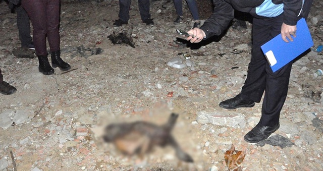 Hayvanat Bahçesinin Arazisinde Kesilmiş At ve Eşek Kafaları Bulundu