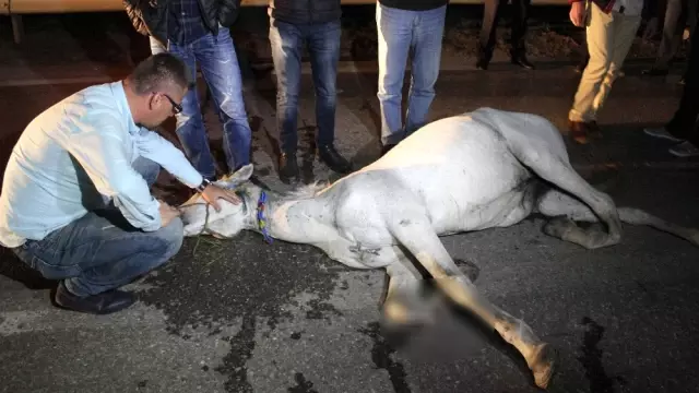 Genç Kadın, Kazada İki Ayağı Kırılan Atın Başında Saatlerce Bekledi