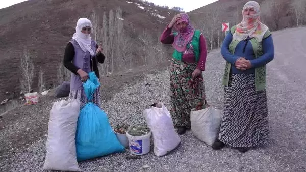 Muşlu Kadınlar Havaların Isınmasıyla 'Güllük' Toplamaya Başladı