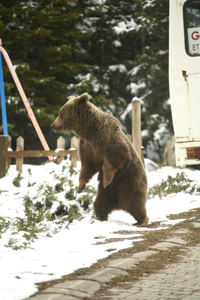 Kış Uykusundan Uyanan Ayı Ailesi, Uludağ'da Kameralara Poz Verdi