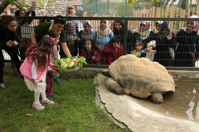 Darıca Hayvanat Bahçesindeki Kaplumbağa