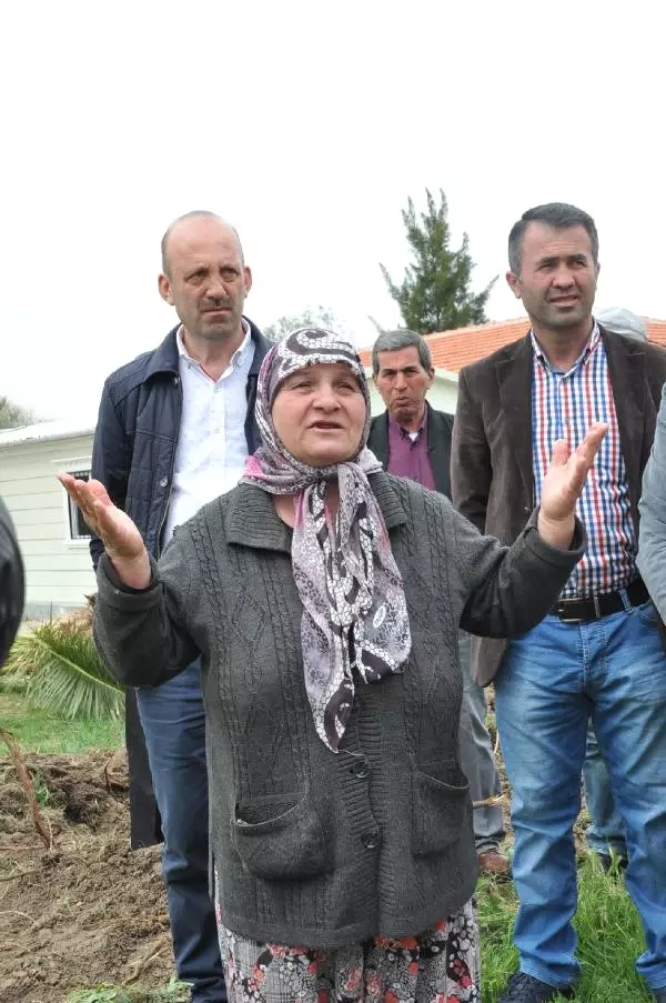 Çevreciler, Yol Yapımı İçin 300 Yıllık Zeytinlerin Sökülmesine Tepki Gösterdi